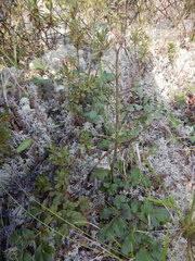 Corydalis paeoniifolia