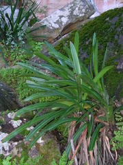Clivia mirabilis