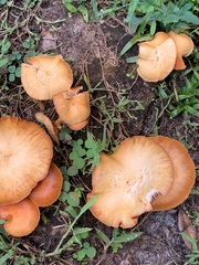 Gymnopilus sapineus