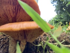 Gymnopilus sapineus