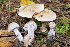 Cortinarius clintonianus