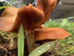 Gymnopilus sapineus