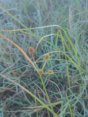 Cyperus echinatus