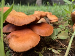 Gymnopilus sapineus