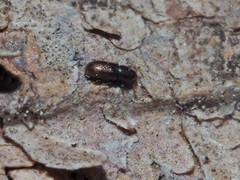 Crypturgus hispidulus