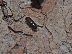 Crypturgus hispidulus