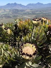 Protea × hybrida