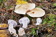 Cortinarius clintonianus
