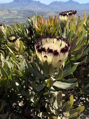 Protea × hybrida