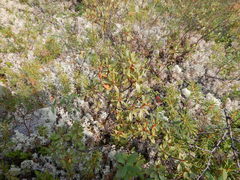 Rhododendron parvifolium