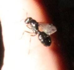 Monomorium boerorum