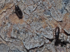 Crypturgus hispidulus