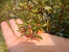 Rhododendron parvifolium