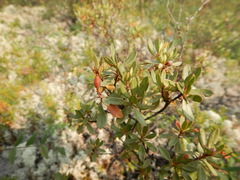 Rhododendron parvifolium