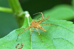 Hamadruas hieroglyphica