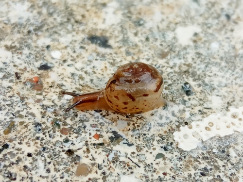 Stenomphalia selecta