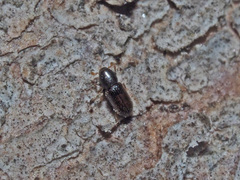 Crypturgus hispidulus