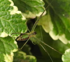 Leucauge levanderi