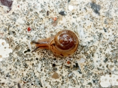 Stenomphalia selecta