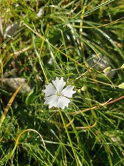 Heliosperma alpestre