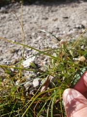 Heliosperma alpestre