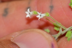 Wimmerella hederacea
