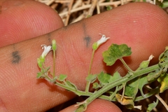 Wimmerella hederacea
