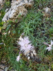 Dianthus sternbergii