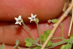 Wimmerella hederacea