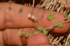 Wimmerella hederacea