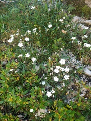 Heliosperma alpestre