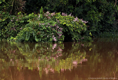 Millettia barteri