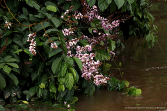 Millettia barteri