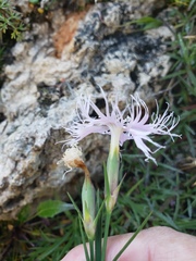Dianthus sternbergii