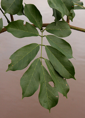 Millettia barteri