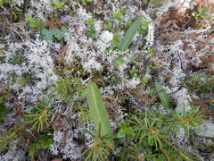 Saussurea amurensis