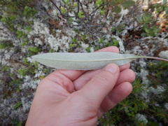 Saussurea amurensis