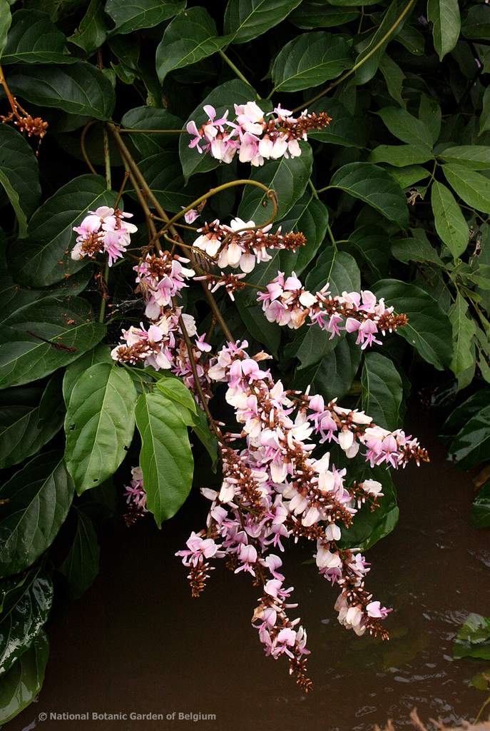 Millettia barteri