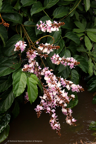 Millettia barteri