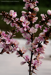 Millettia barteri