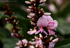 Millettia barteri