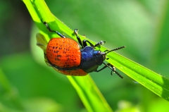 Platyphora signiceps