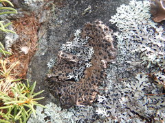Umbilicaria muhlenbergii