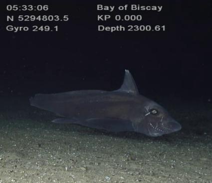 Smalleyed Rabbitfish