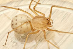 Scytodes