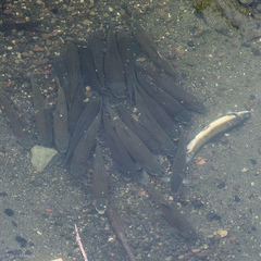 Catostomus occidentalis