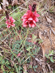 Indigofera sanguinea