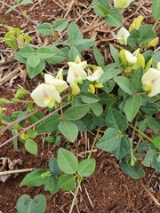 Macrotyloma axillare