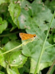 Ampittia dioscorides