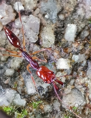 Odontomachus rixosus